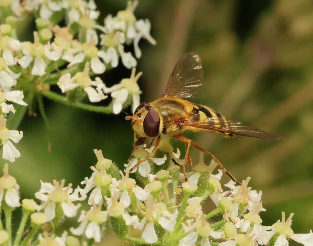 Humming Syrph Syrphus ribesii, by Trevor Baker