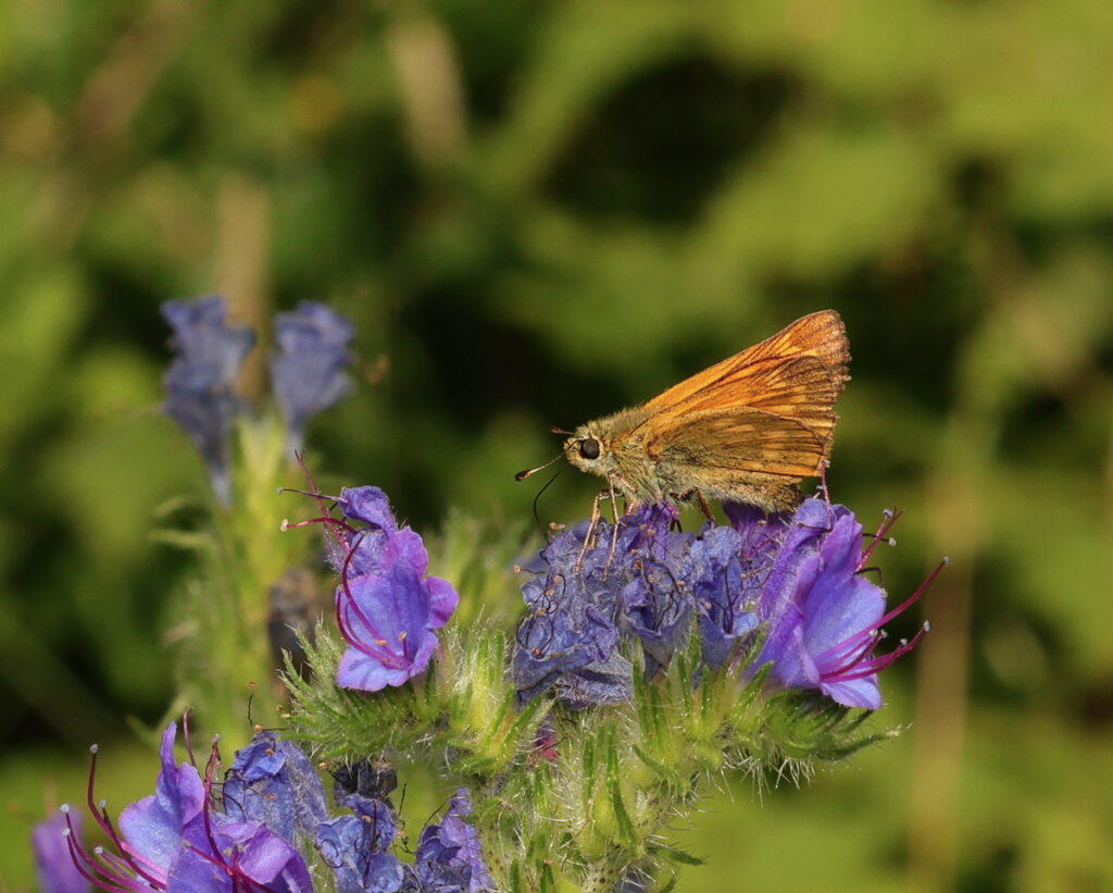 Large Skipper Ochlodes sylvanus, by Trevor Baker