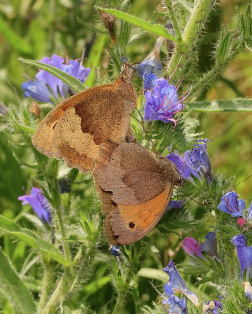 Meadow Brown Maniola jurtina, by Trevor Baker