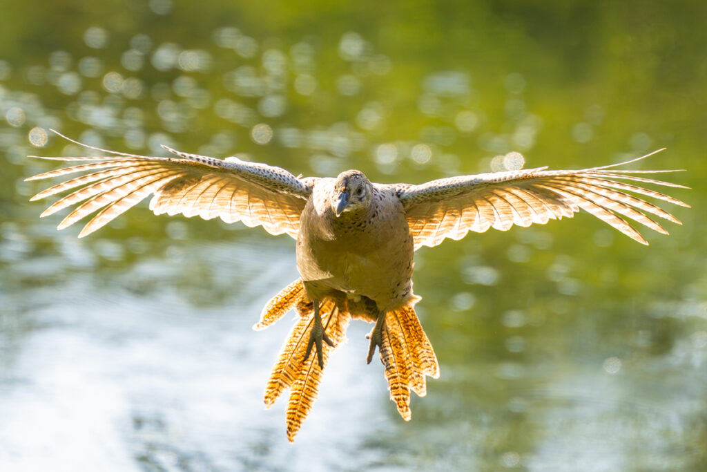 Pheasant, by Stuart Blyth