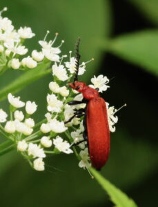 Red-headed Cardinal Beetle Pyrochroa serraticornis, by Trevor Baker