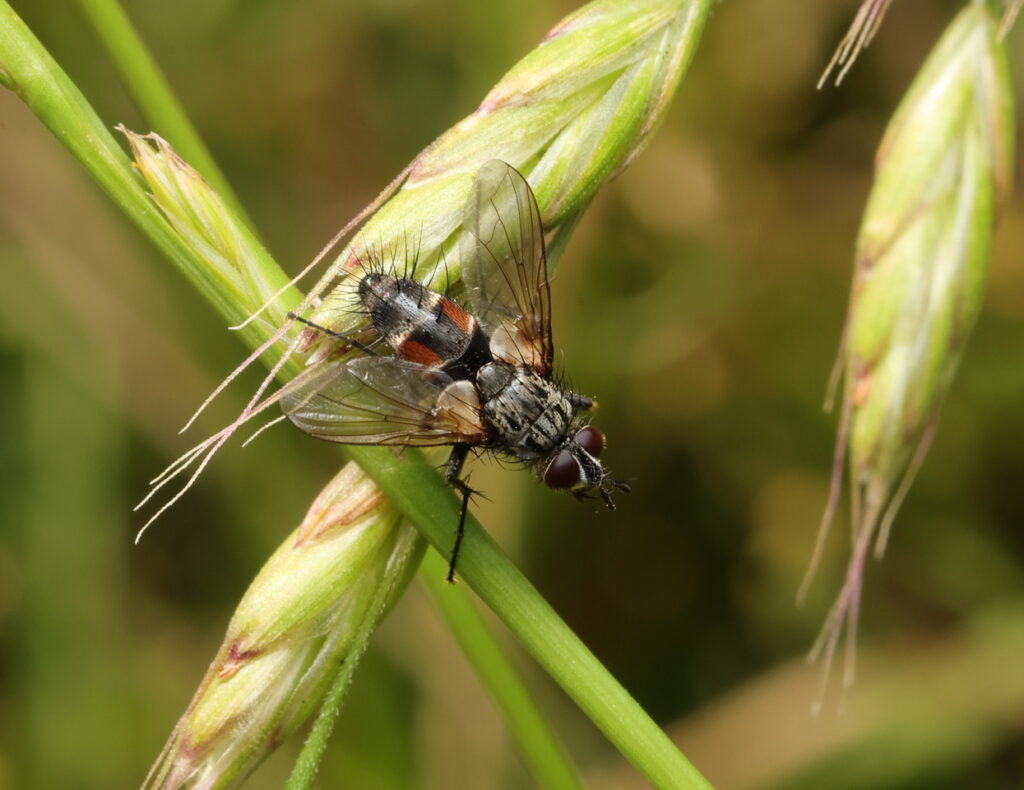 Red-sided Parasite Fly, by Trevor Baker