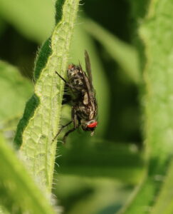 Sarcophaga sp., by Trevor Baker
