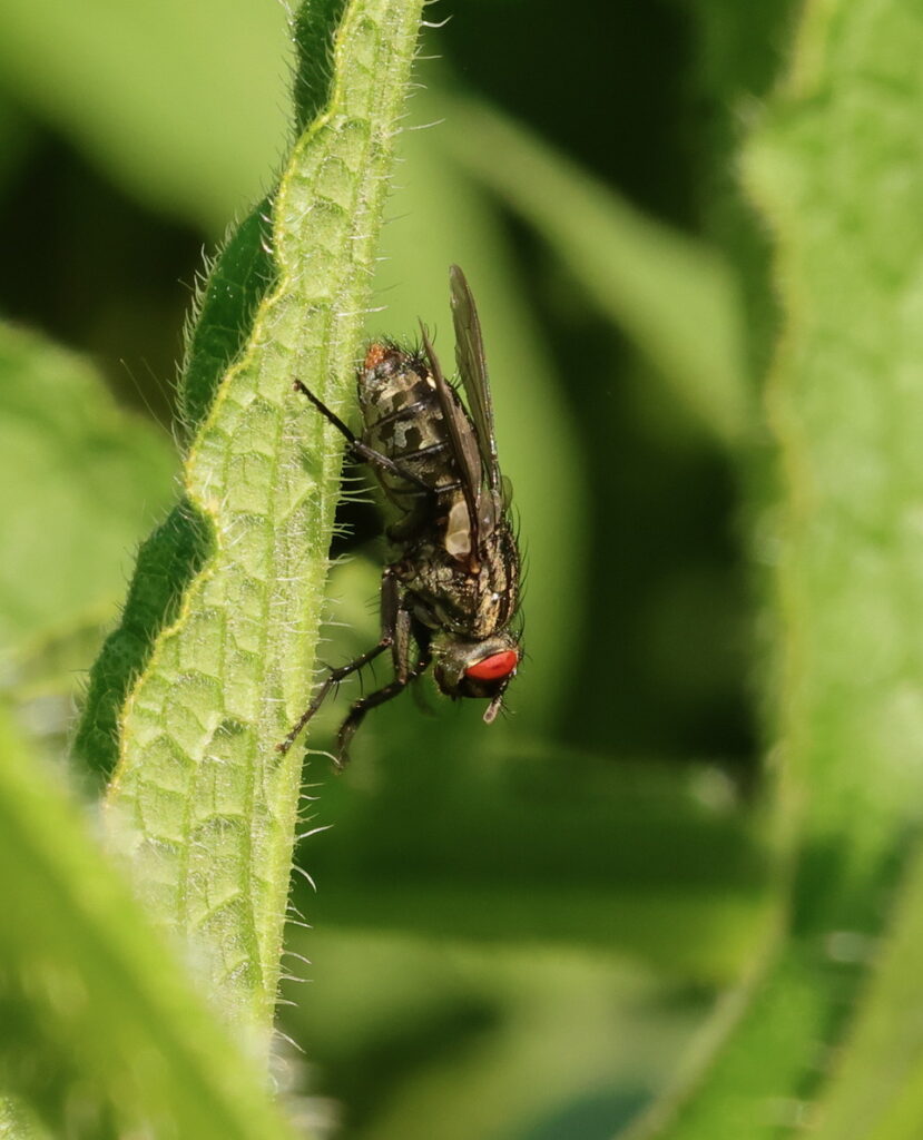 Sarcophaga sp., by Trevor Baker