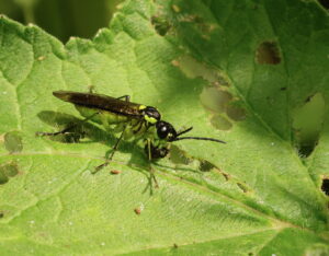 Sawfly Tenthredo mesomela, by Trevor Baker