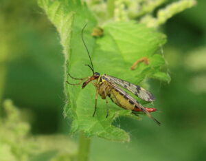 Scorpionfly Panorpa communis, by Trevor Baker