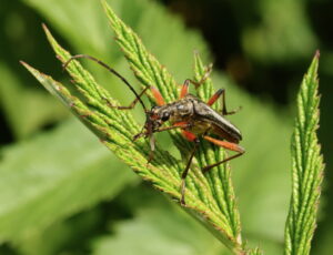 Variable Longhorn Beetle Stenocorus meridianus, by Trevor Baker