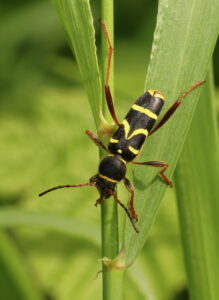 Wasp Beetle Clytus arietis, by Trevor Baker
