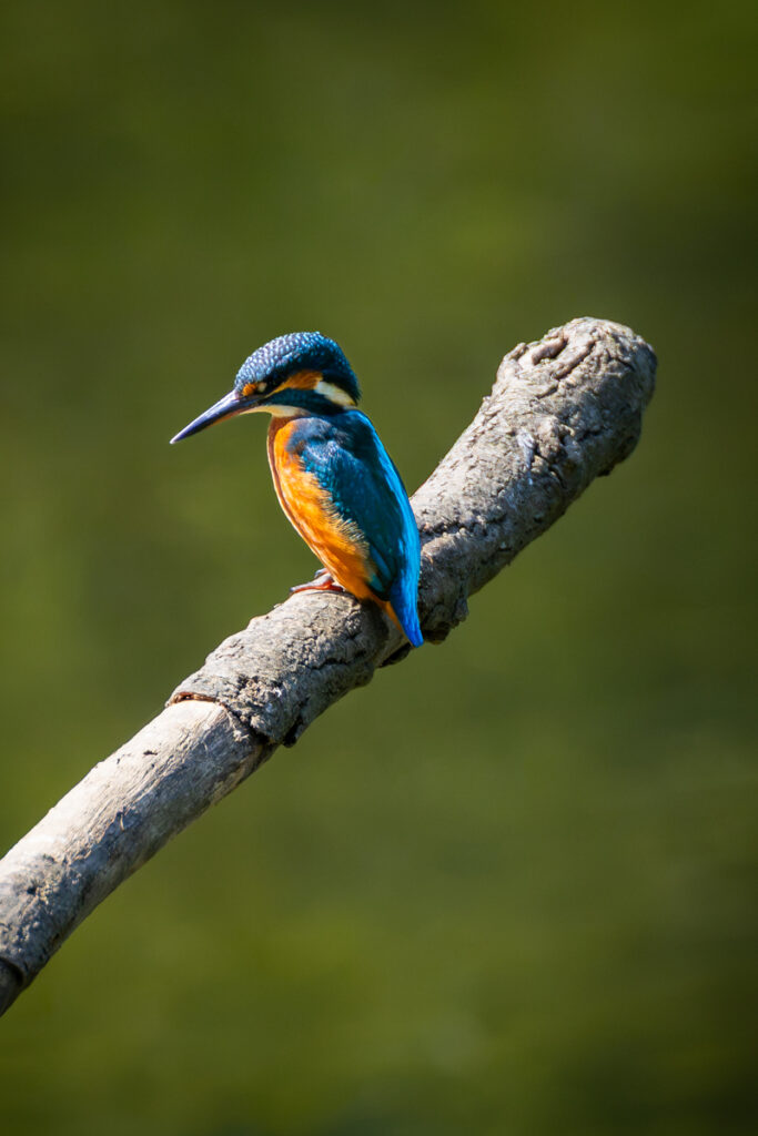 Kingfisher, by Stuart Blyth