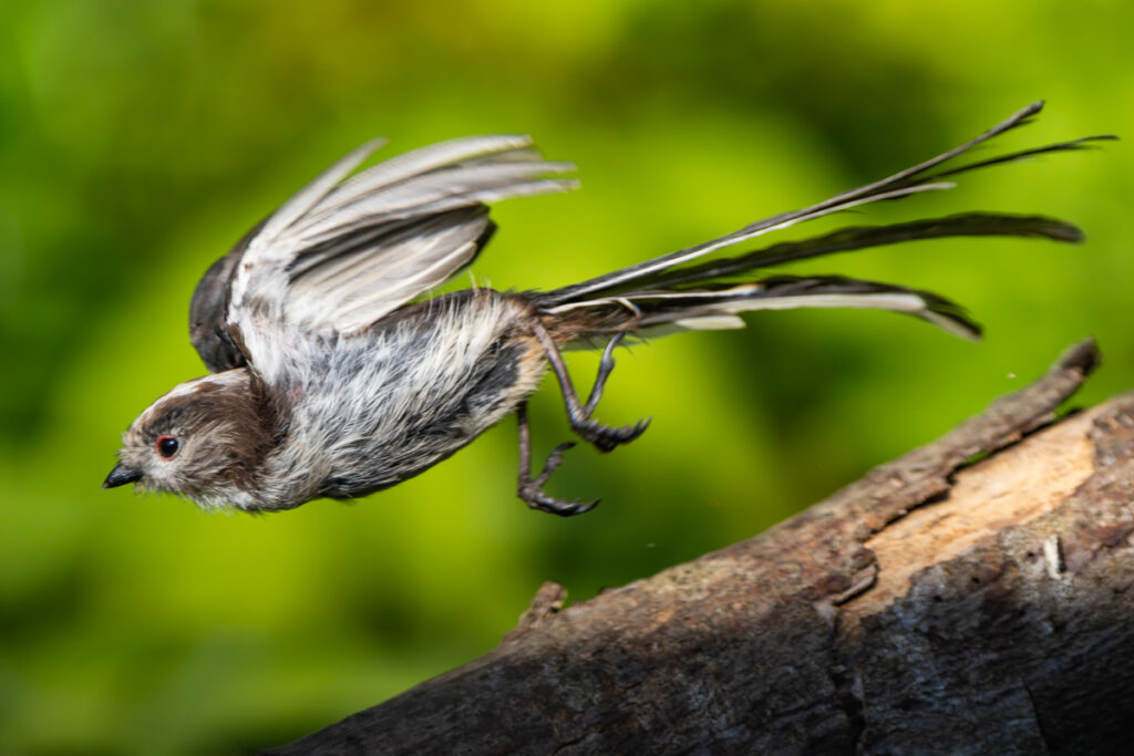 Long-Tailed Tit, by Stuart Blyth