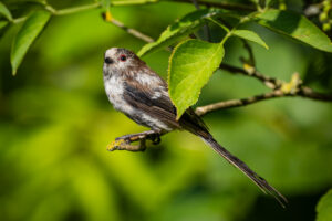 Long-Tailed Tit, by Stuart Blyth