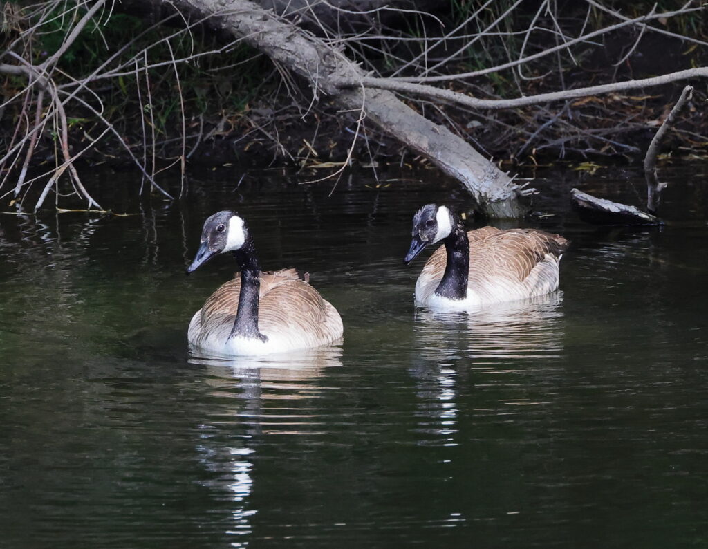 Canada Geese, by Trevor Baker