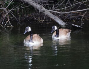 Canada Geese, by Trevor Baker