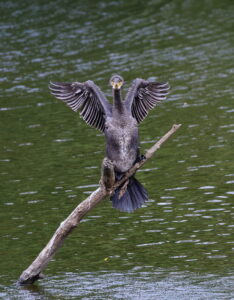 Cormorant, by Trevor Baker