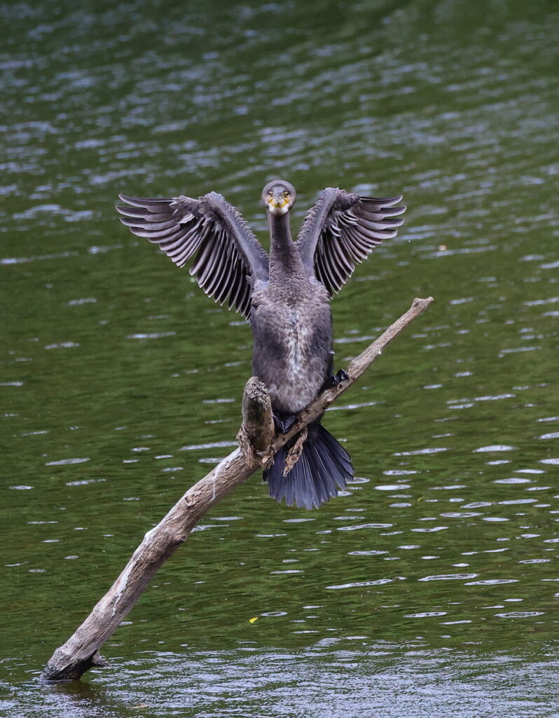 Cormorant, by Trevor Baker