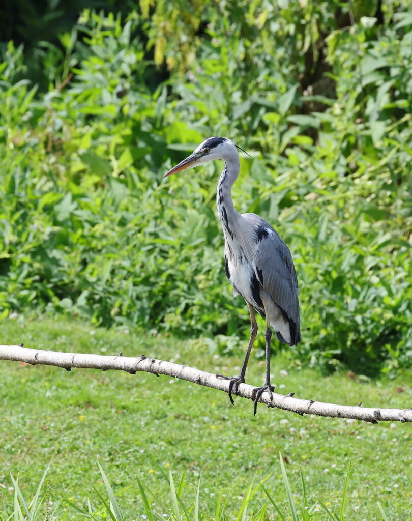 Grey Heron, by Trevor Baker