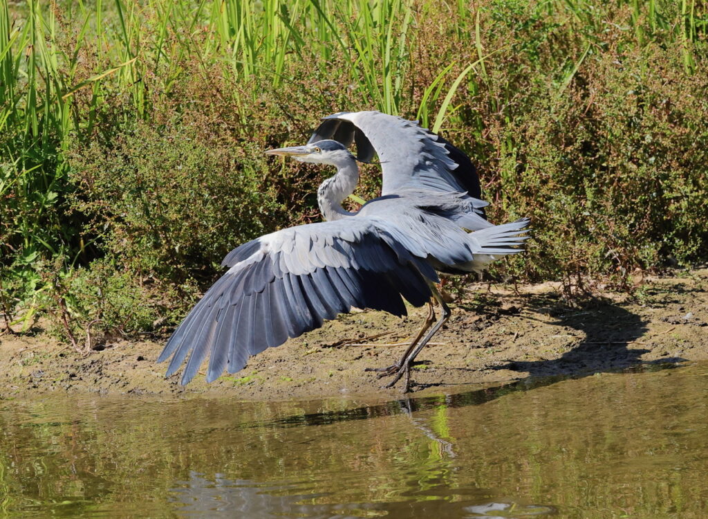Grey Heron, by Trevor Baker