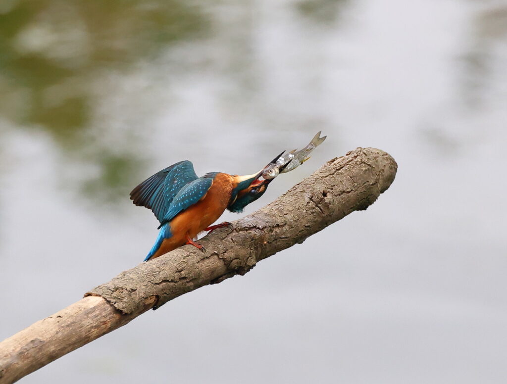 Kingfisher, by Trevor Baker