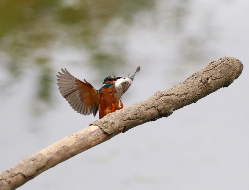 Kingfisher, by Trevor Baker