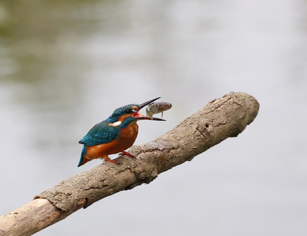 Kingfisher, by Trevor Baker