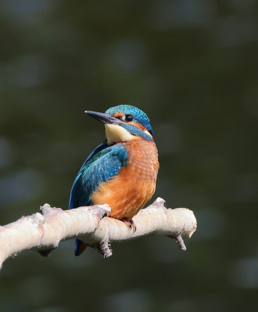 Kingfisher, by Trevor Baker