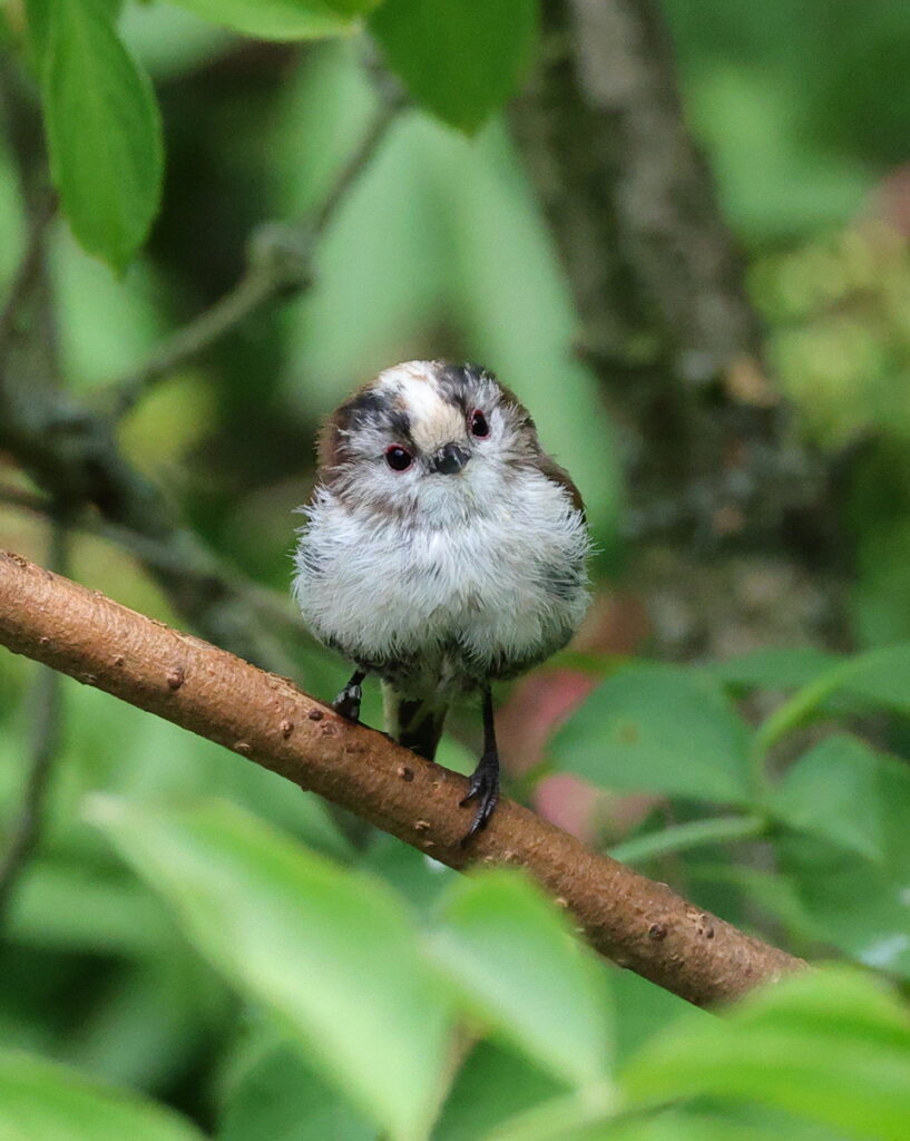 Long-Tailed Tit, by Trevor Baker
