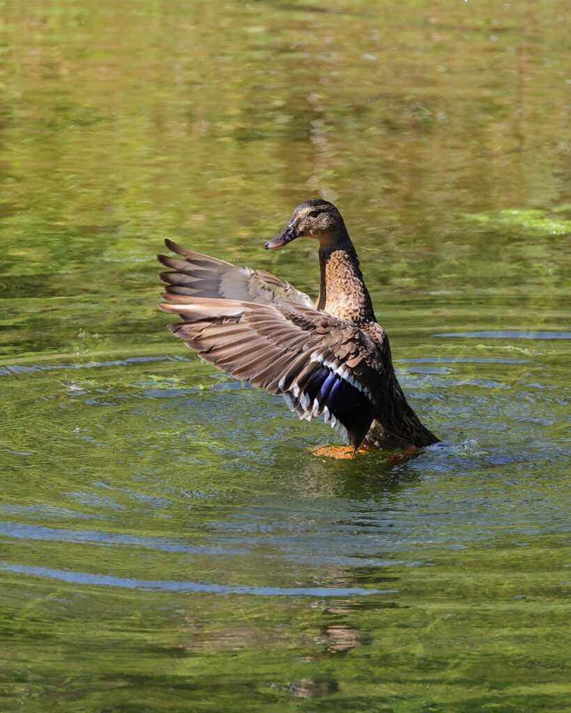 Mallard, by Trevor Baker