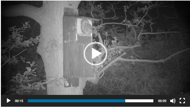 Tawny owlet, still image from trail cam video