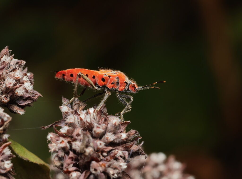 Cinnamon Bug, by Trevor Baker