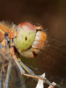 Common Darter, by Trevor Baker