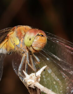 Common Darter, by Trevor Baker