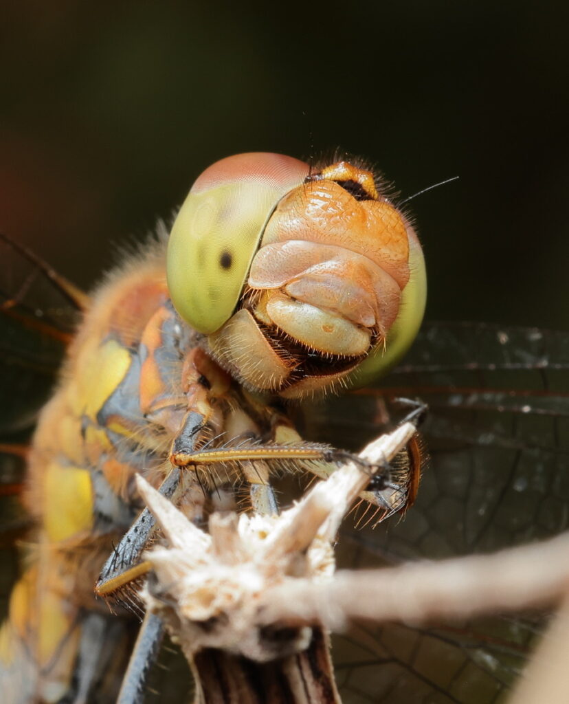 Common Darter, by Trevor Baker
