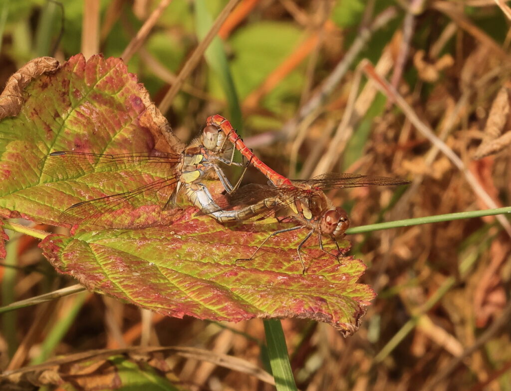 Common Darters, by Trevor Baker