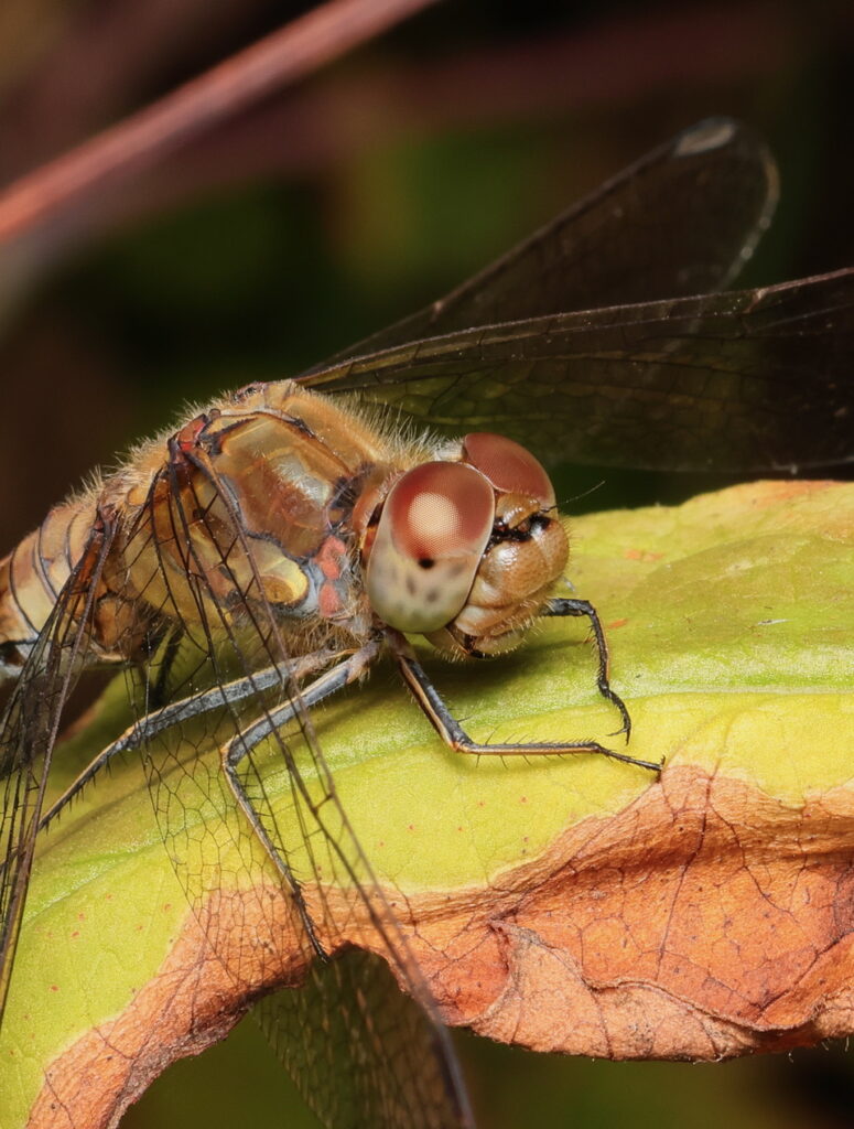 Common Darter, by Trevor Baker