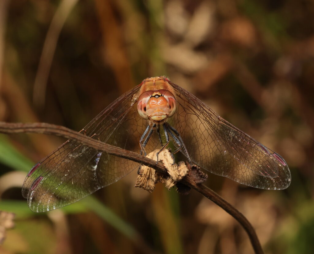 Common Darter, by Trevor Baker