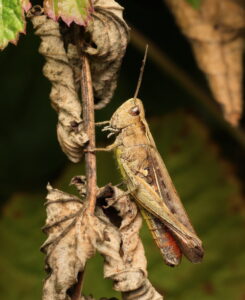 Common Field Grasshopper, by Trevor Baker