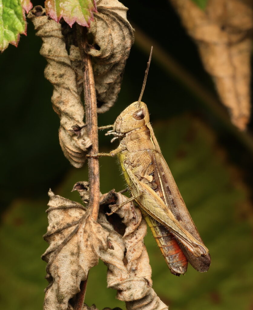 Common Field Grasshopper, by Trevor Baker