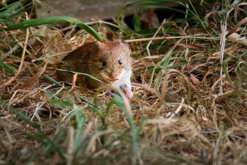 Bank Vole, by Steve Black