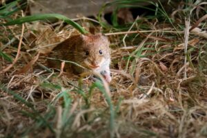 Bank Vole, by Steve Black