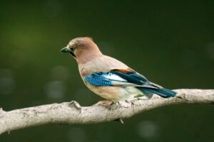 Jay, by Steve Black