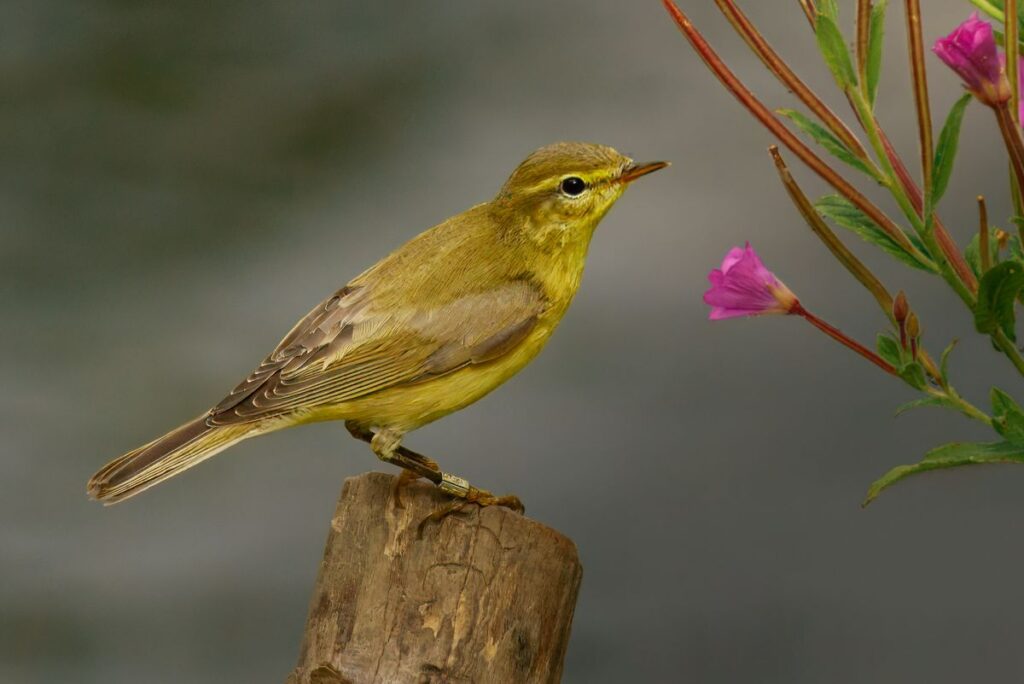 Chiffchaff, by Steve Black