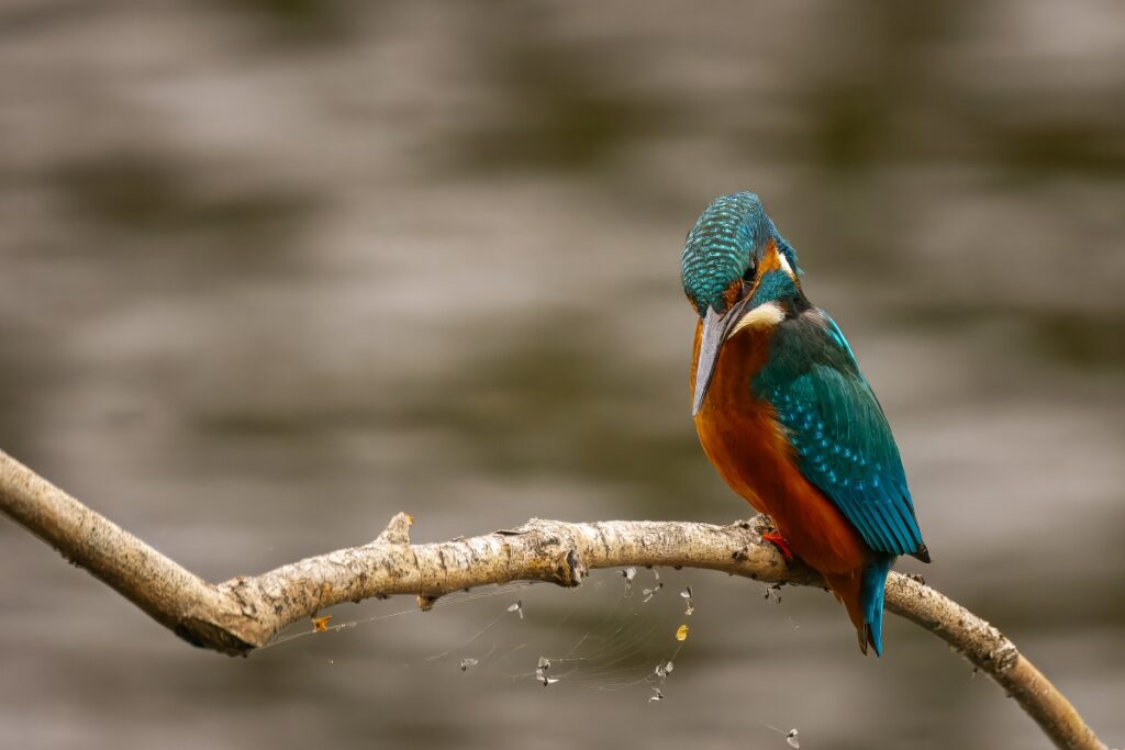Kingfisher, by Steve Black