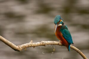 Kingfisher, by Steve Black