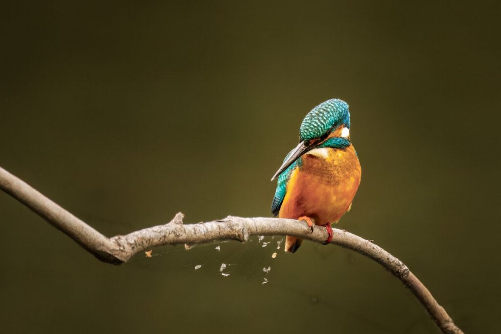 Kingfisher, by Steve Black