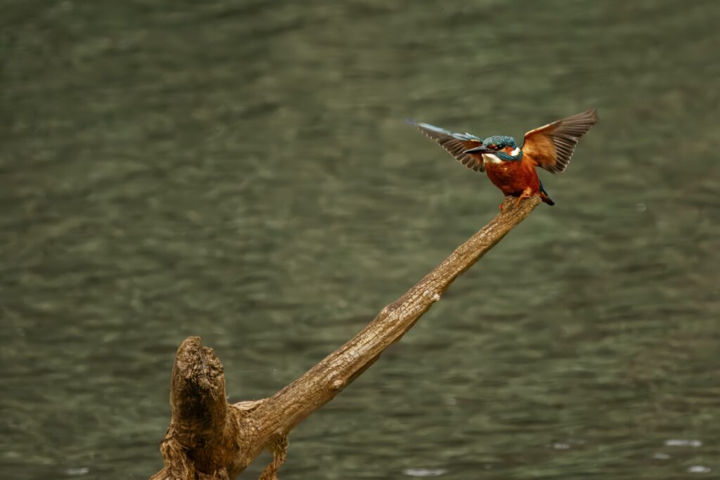 Kingfisher, by Steve Black
