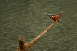 Kingfisher, by Steve Black