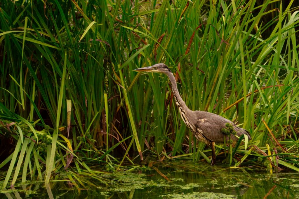 Grey Heron, by Steve Black