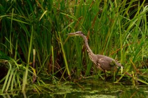 Grey Heron, by Steve Black