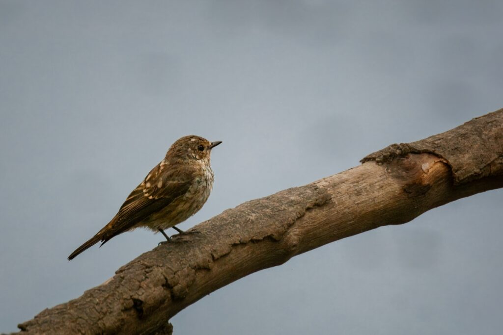 Juvenile Robin, by Steve Black