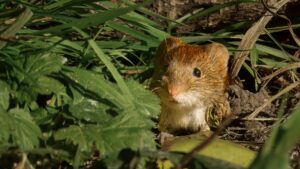 Bank Vole, by Steve Black